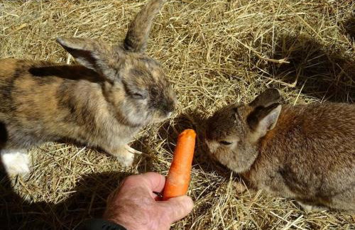 Holiday farm Hohe Drei Zinnen - Foto 3