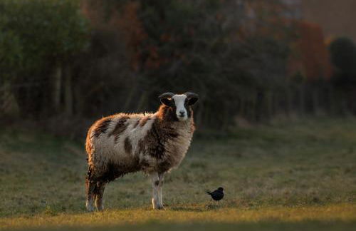 Broughton Grove - Skipton, Pet Friendly, Canal Access - Foto 21