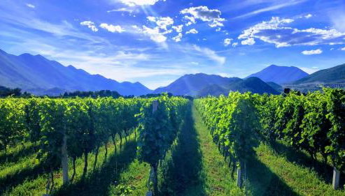 Apartman Maslina - Foto 2