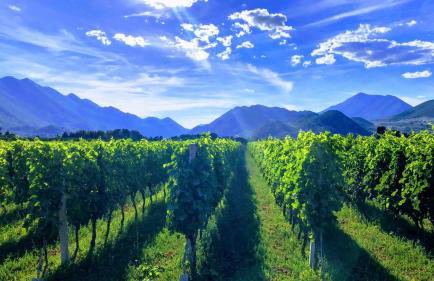 Apartman Maslina - Foto 2