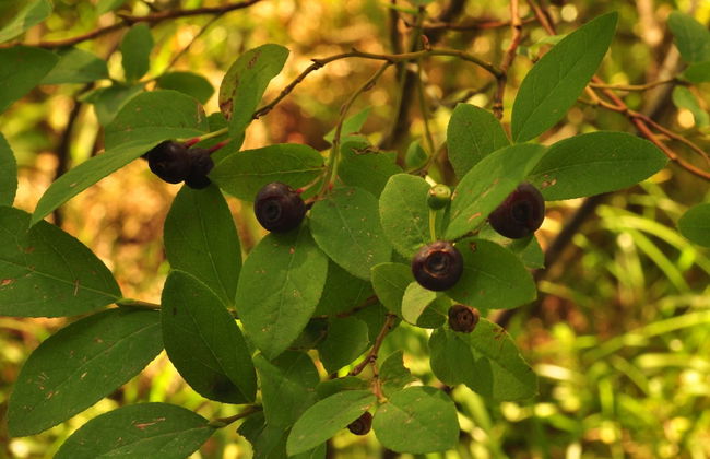 Grandma's Cabin - Foto 28