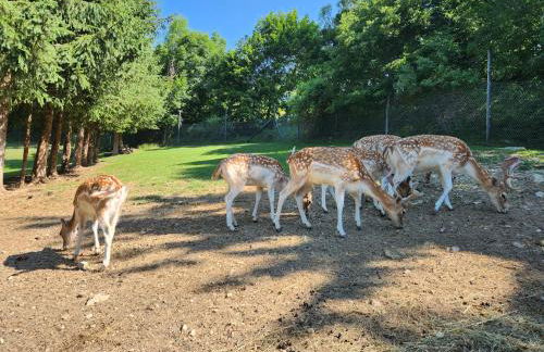 appartement T3 avec jardin proche village - Foto 79