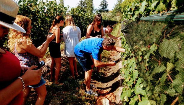 San Rafael Vineyards & Wineries Tour - Photo 3, Experience this historic tradition for yourself