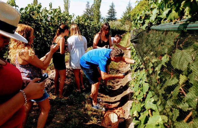 San Rafael Vineyards & Wineries Tour - Photo 3
