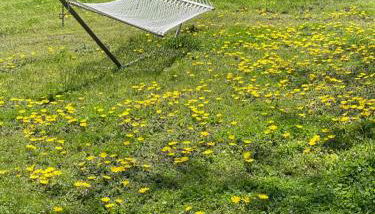 Sierra Sunset Cottage -Yosemite area vacation cottage - Foto 2, Garden view
