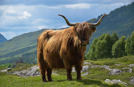 a Fairytale Thatched Highland Cottage - Foto 67