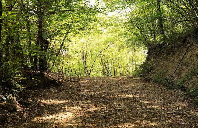 Baciano Azienda Agrituristico Venatoria - Photo 50