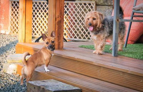 Enlli Fach cabin sleep's 2 adults and 2 children 2 dogs welcome not suitable for contract workers due to parking height restrictions - Photo 50