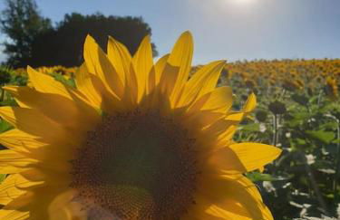 En Françaison Gîte en Lomagne Gersoise - Photo 34