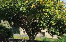 Charmant T3 en rez de jardin d'une villa - Foto 10