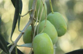 Apartments with parking space Rukavac, Vis - 8897 - Foto 11