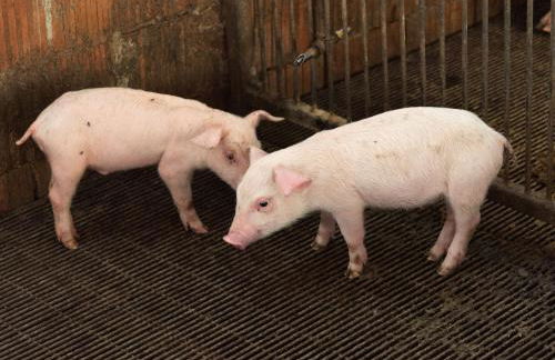 Farm stay Il Carro del Colle - Foto 9