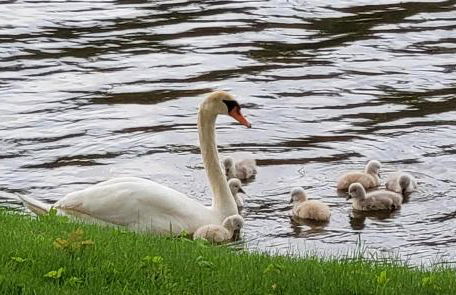 Large 1 BR Cottage, KING BED on the Lake - Foto 31