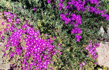 Agriturismo Bed and Breakfast Tanca Taroni - Foto 61