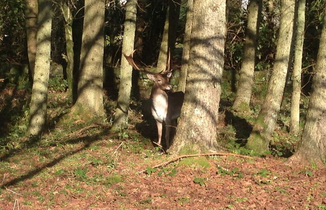 Birch Lodge 19 with Hot Tub - Foto 10