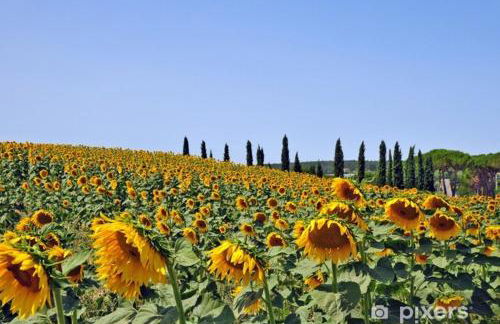 Residence Lucignano - Foto 10