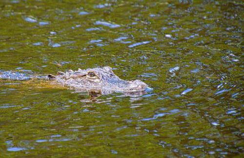 Peaceful Pond Paradise III ~ Ground Floor ~ Water Views - Foto 17