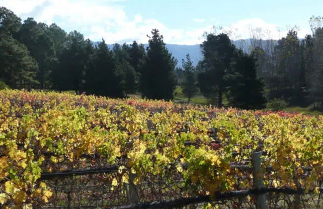 Excursão pelas vinícolas do Valle de Calamuchita - Photo 8