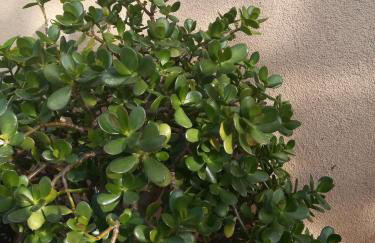 Apartman Nada - Foto 5