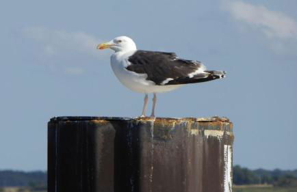 Gut-Rattelvitz-Galerie-D-hochwertig-Sauna-Kamin-eTankstelle-Spielscheune-15-000qm-Parkland - Photo 38