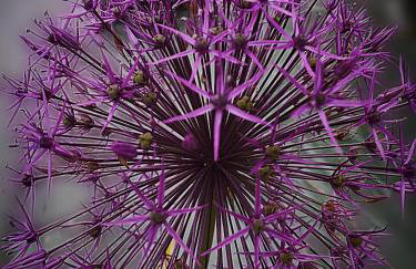 La perle de Gordes - Photo 35