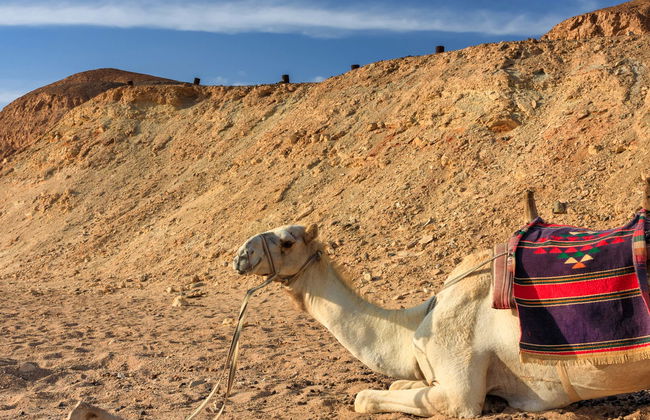 Desert Camel Ride in Marsa Alam - Photo 1