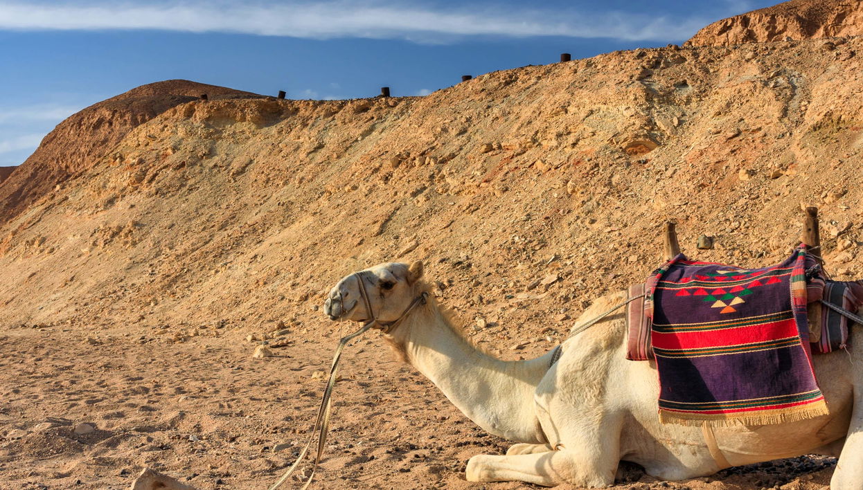 Desert Camel Ride in Marsa Alam