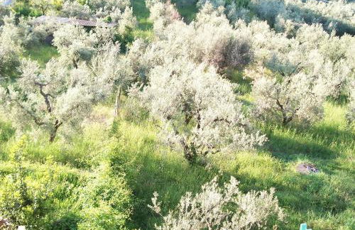 Sweet Home - Foto 24