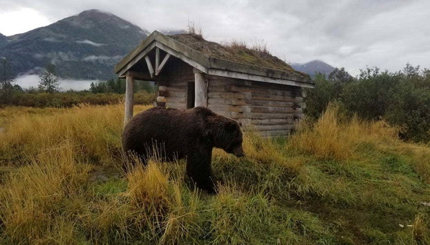 Glaciar Portage + Centro de Conservación de Vida Silvestre - Foto 2, Oso en el Centro de Conservación de Vida Silvestre de Alaska