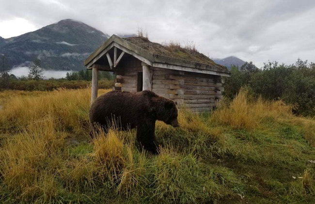 Visita al ghiacciaio Portage e al Centro Conservazione Wildlife - Foto 1