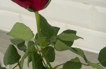 Gîte Les Lauriers Roses - Photo 39