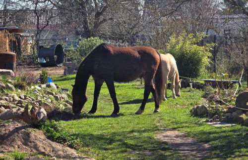 La petite ferme de Fine - Photo 1