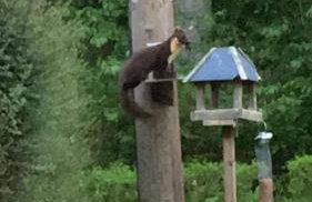 Craig Cottage - Photo 18