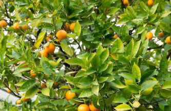 Holiday Home Il Borgo Degli Agrumi - Foto 41