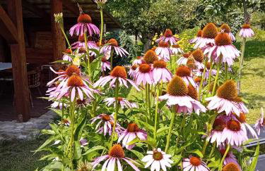 Czytelnia w Sadzie - Foto 30