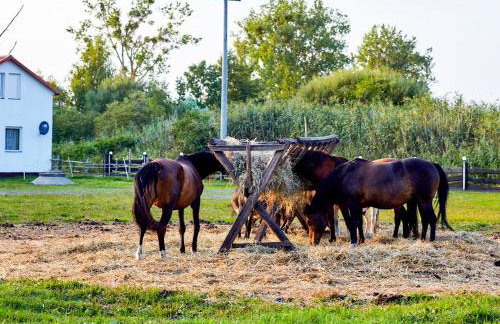 Rancho Colorado - Foto 29