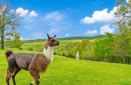 Llama House - Foto 38