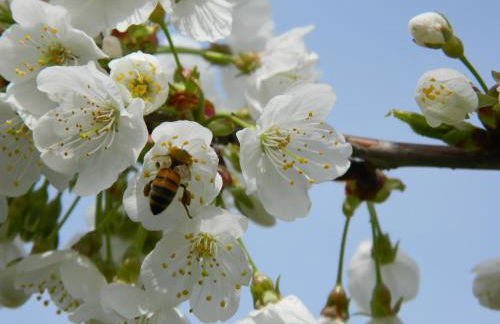 Podere la Campagnola - Foto 12