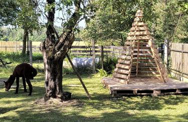 Gospodarstwo agroturystyczne alpaki Pituchówka - Foto 17