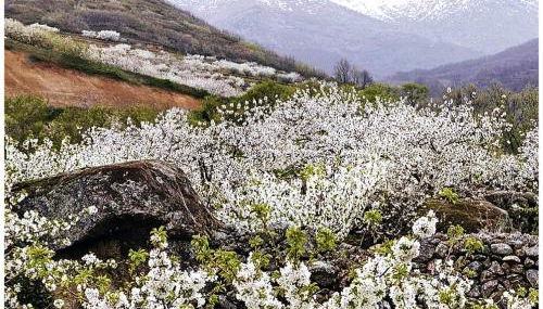 Apartamento Turistico Rio Jerte - Foto 5
