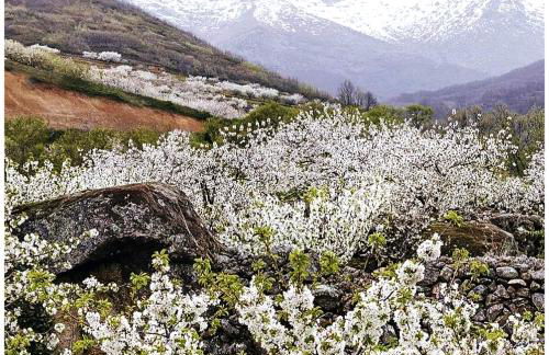 Apartamento Turistico Rio Jerte - Foto 5