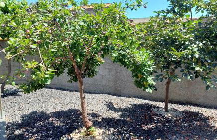 Villa Strelitzia - Foto 33