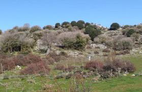 Chronis Family Villas - Foto 55