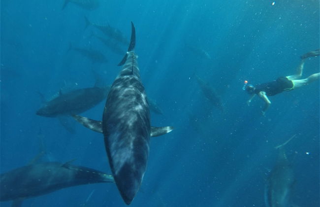 CASTELL GRANADELLA - Foto 39