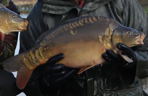 1 Bed in Llandinam oc-waa376 - Foto 15