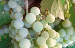 Vale Moreno House - Foto 58