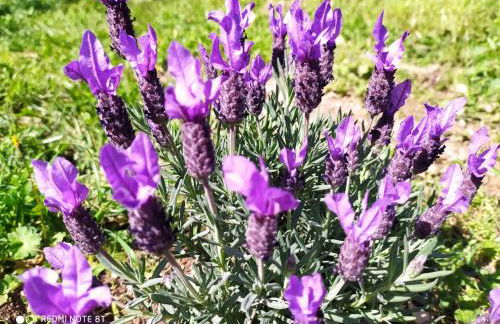 Casa Collicello relax - Foto 38