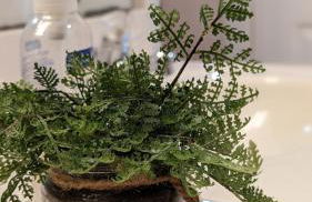 Home away from home Charlotte - Foto 35