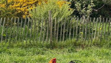 Bohémienne regarde la mer. - Foto 4