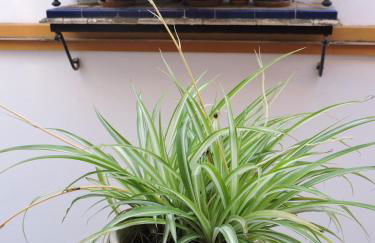 Casa Sevillana - Foto 19